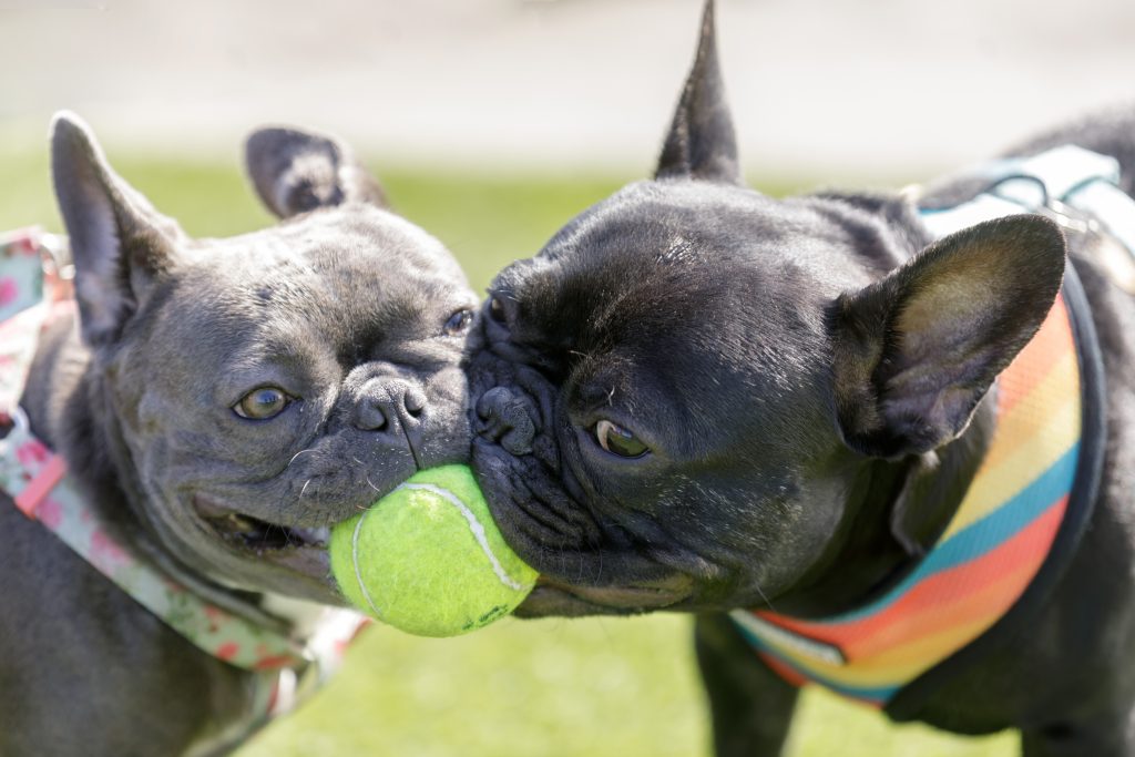 2 dogs fighting over tennis ball